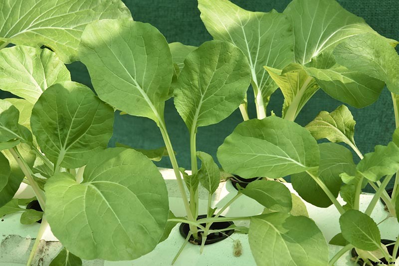 15 of the Best Brussels Sprout Varieties to Grow at Home