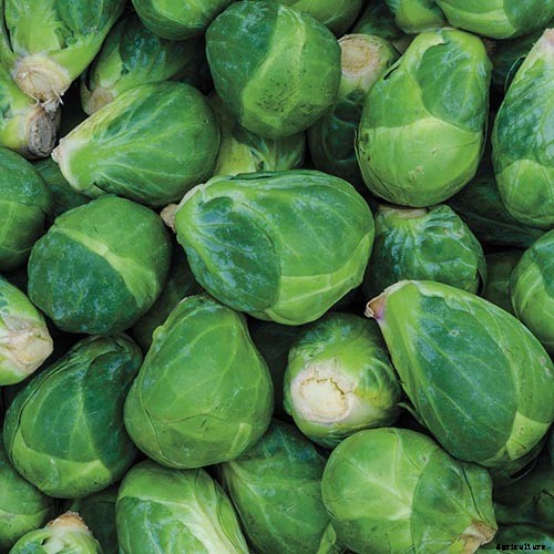15 of the Best Brussels Sprout Varieties to Grow at Home