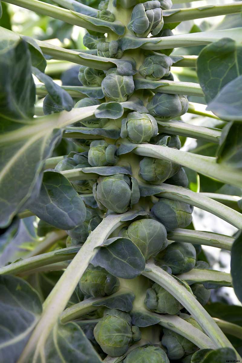 15 of the Best Brussels Sprout Varieties to Grow at Home