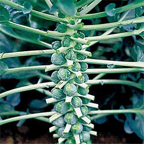 15 of the Best Brussels Sprout Varieties to Grow at Home