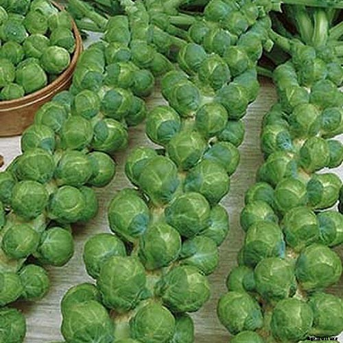 15 of the Best Brussels Sprout Varieties to Grow at Home