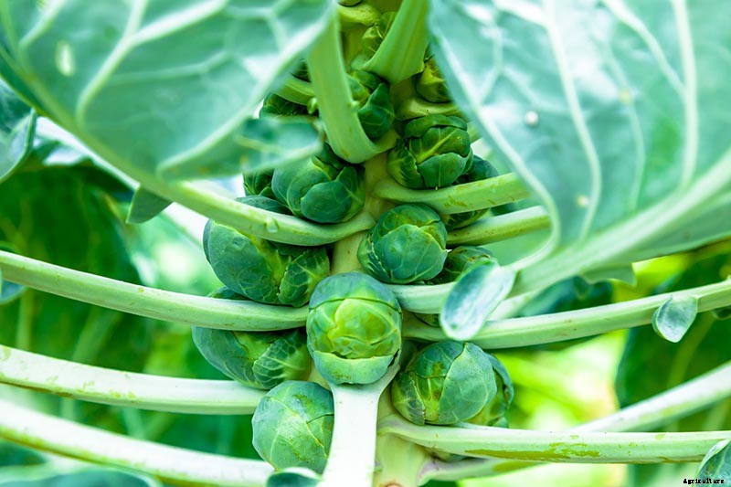 15 of the Best Brussels Sprout Varieties to Grow at Home
