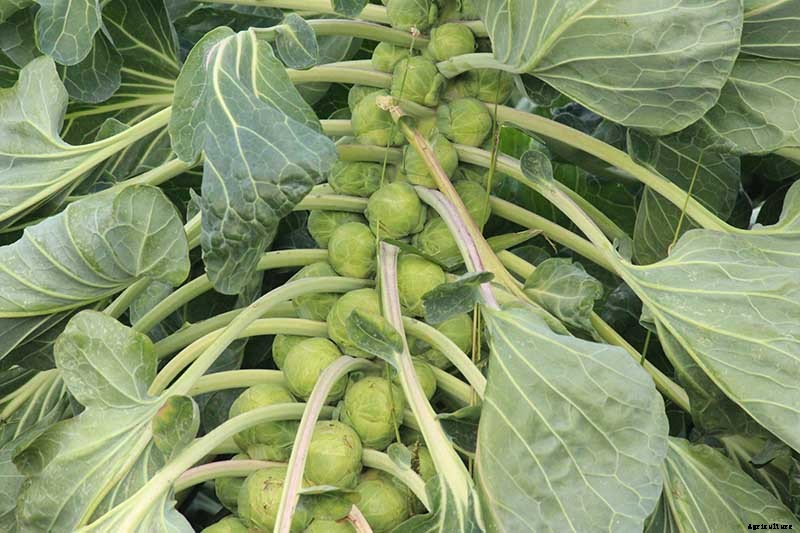 15 of the Best Brussels Sprout Varieties to Grow at Home