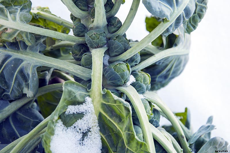 15 of the Best Brussels Sprout Varieties to Grow at Home