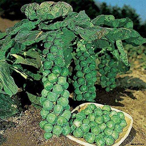 15 of the Best Brussels Sprout Varieties to Grow at Home