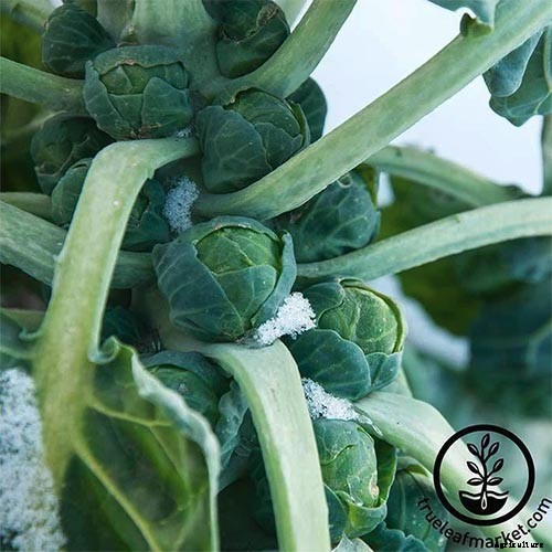 15 of the Best Brussels Sprout Varieties to Grow at Home