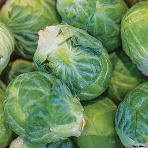 15 of the Best Brussels Sprout Varieties to Grow at Home