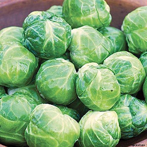 15 of the Best Brussels Sprout Varieties to Grow at Home