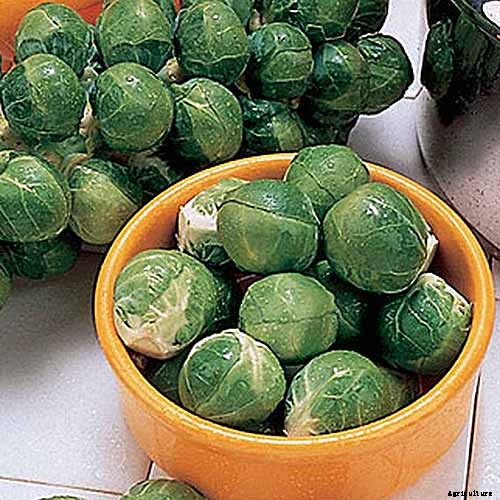 15 of the Best Brussels Sprout Varieties to Grow at Home