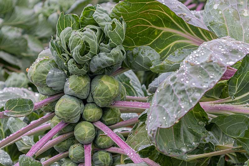 15 of the Best Brussels Sprout Varieties to Grow at Home
