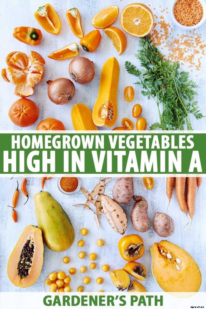 The Best Homegrown Vegetables High in Vitamin A