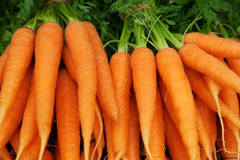 The Best Homegrown Vegetables High in Vitamin A