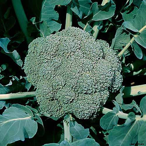 The Best Homegrown Vegetables High in Vitamin A