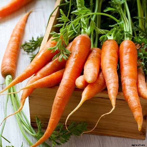 The Best Homegrown Vegetables High in Vitamin A