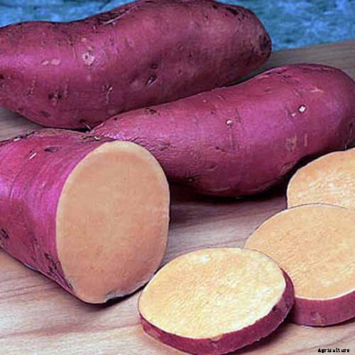 The Best Homegrown Vegetables High in Vitamin A