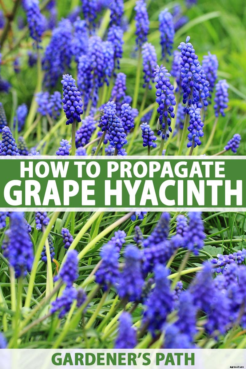 How to Propagate Grape Hyacinth Bulbs and Seeds