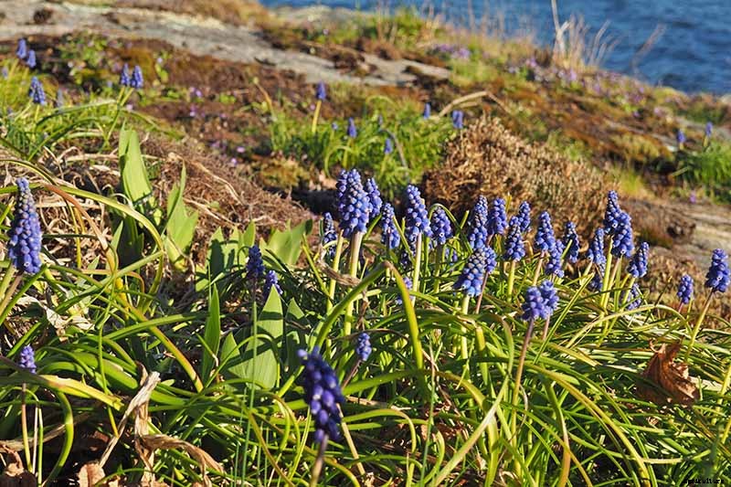 How to Propagate Grape Hyacinth Bulbs and Seeds