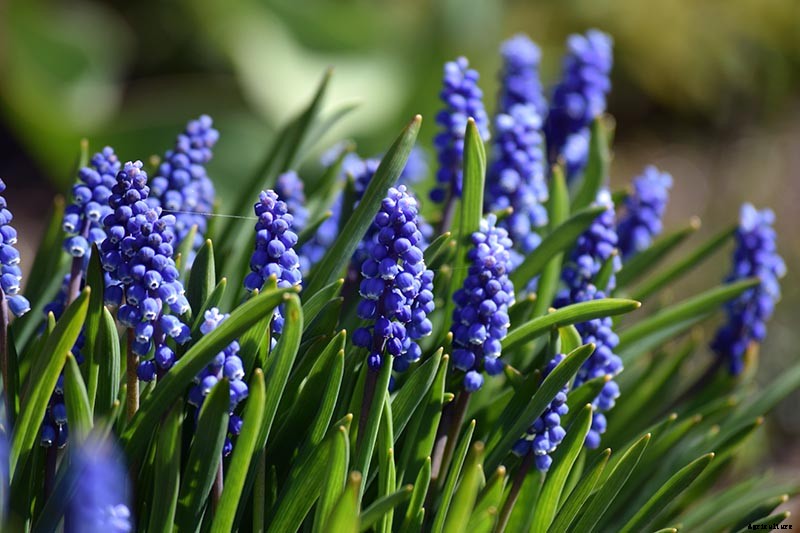 How to Propagate Grape Hyacinth Bulbs and Seeds