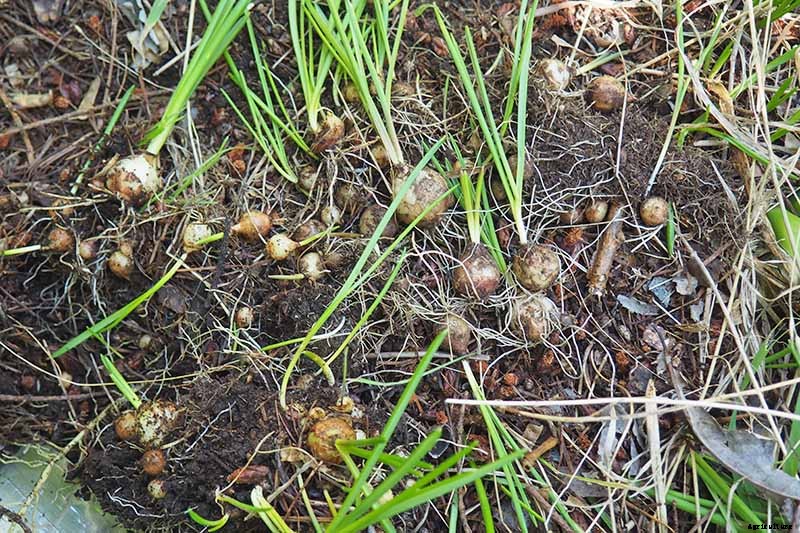 How to Propagate Grape Hyacinth Bulbs and Seeds