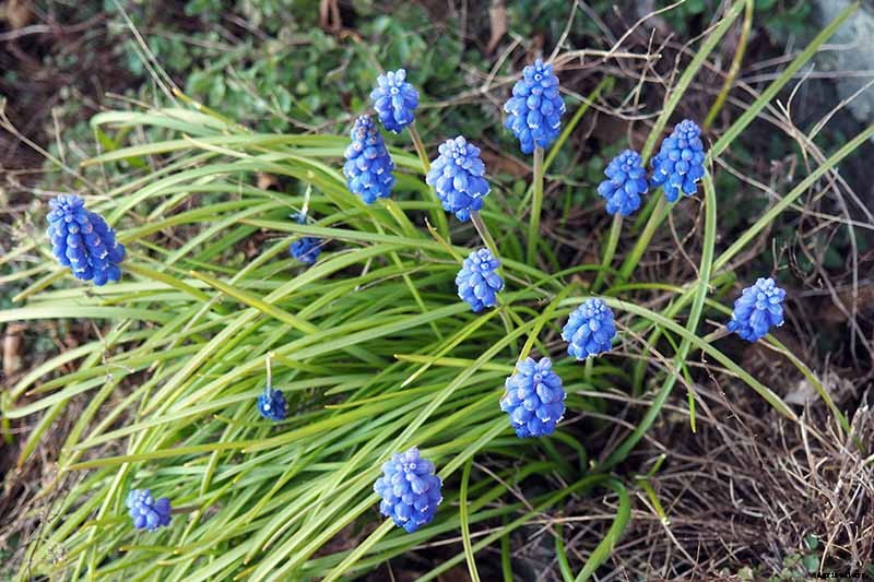 How to Propagate Grape Hyacinth Bulbs and Seeds