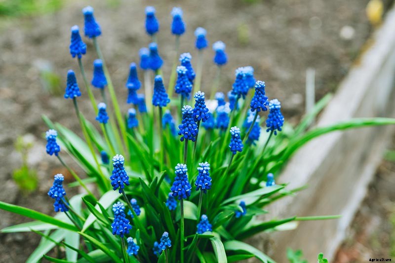 How to Propagate Grape Hyacinth Bulbs and Seeds