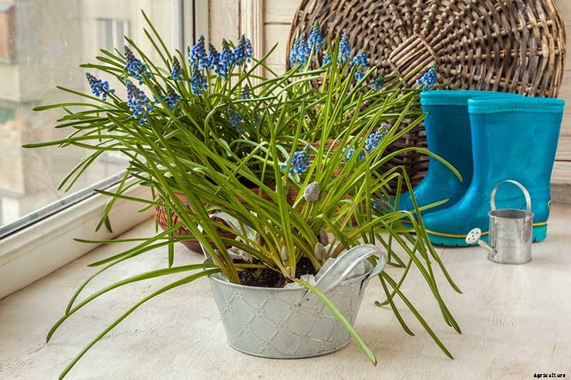 How to Propagate Grape Hyacinth Bulbs and Seeds