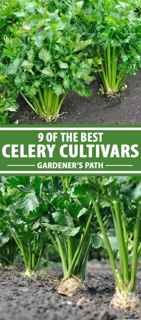 9 of the Best Celery Cultivars for Your Garden