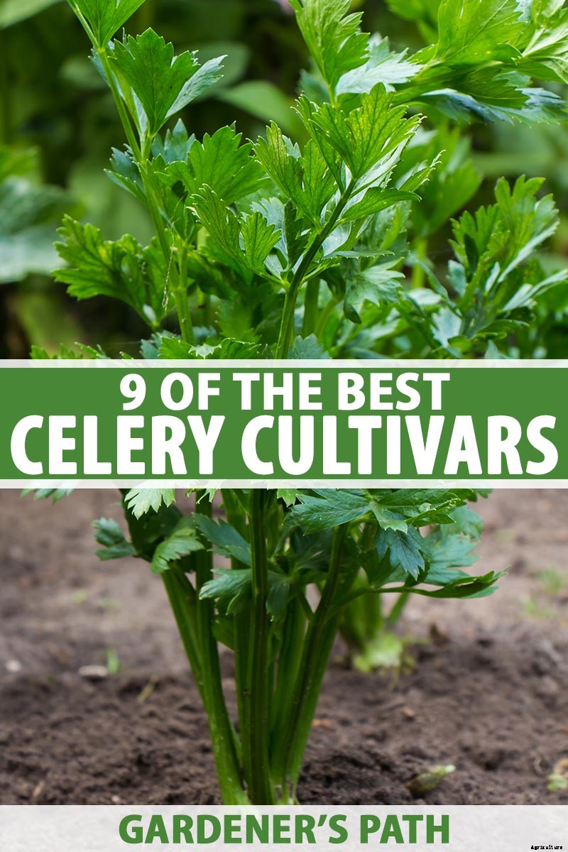 9 of the Best Celery Cultivars for Your Garden