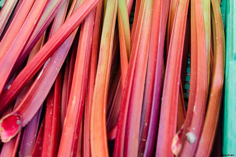 9 of the Best Celery Cultivars for Your Garden