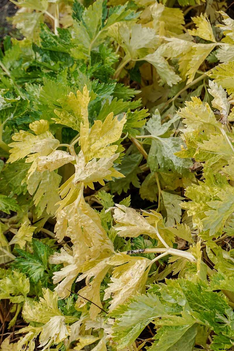 9 of the Best Celery Cultivars for Your Garden