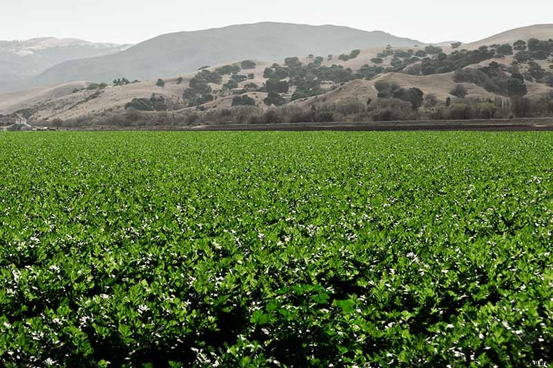 9 of the Best Celery Cultivars for Your Garden