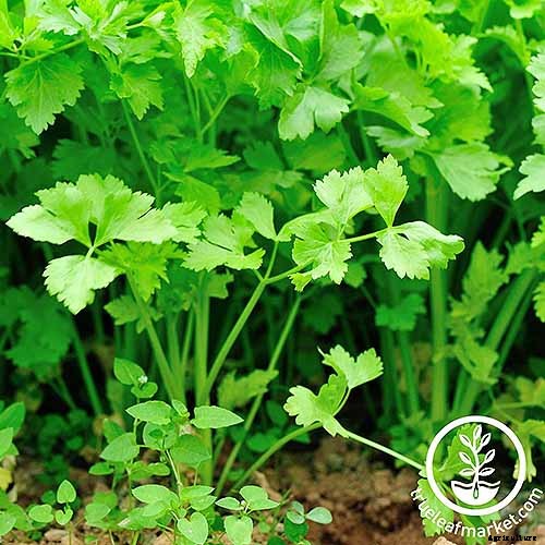 9 of the Best Celery Cultivars for Your Garden