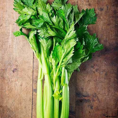 9 of the Best Celery Cultivars for Your Garden