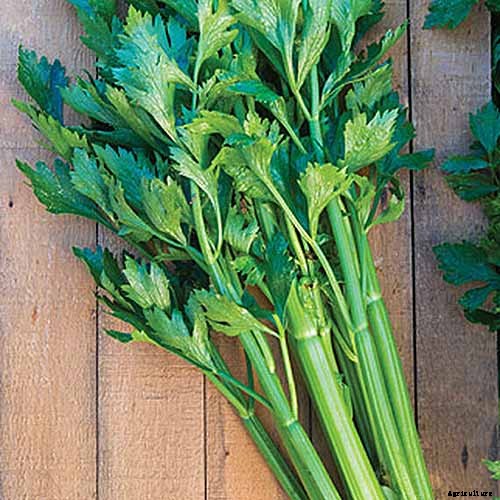 9 of the Best Celery Cultivars for Your Garden