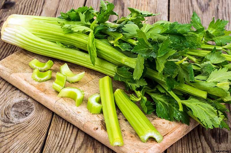 9 of the Best Celery Cultivars for Your Garden
