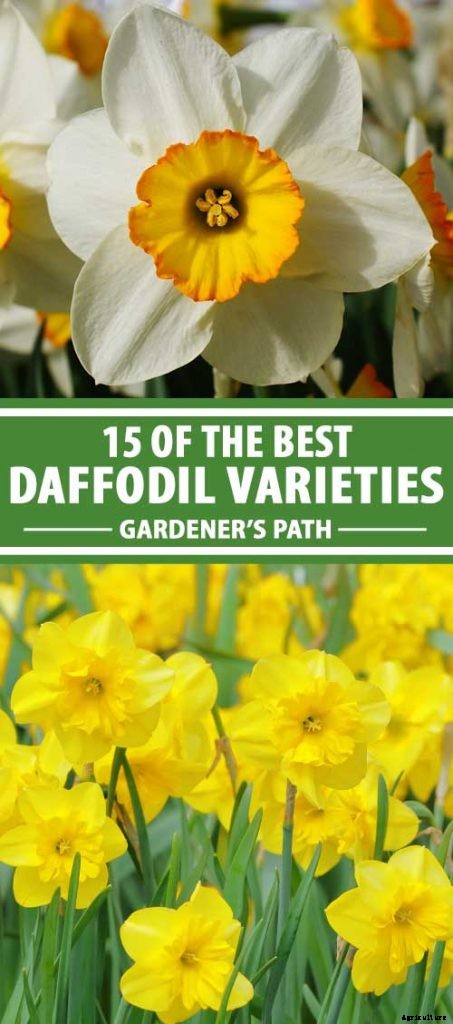 15 of the Best Daffodil Cultivars for Naturalized Plantings