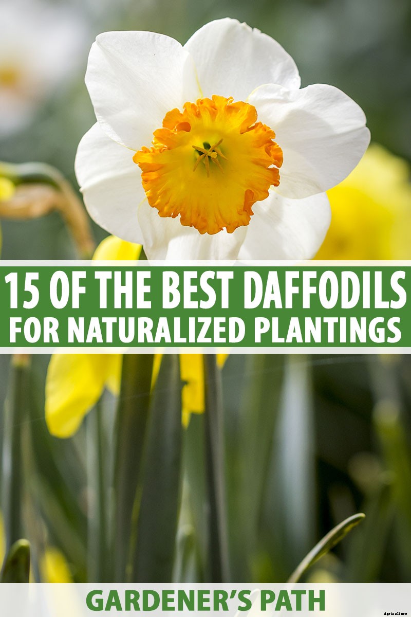 15 of the Best Daffodil Cultivars for Naturalized Plantings