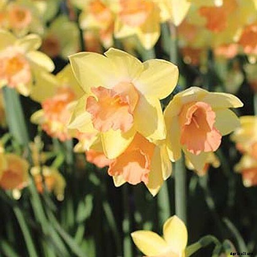 15 of the Best Daffodil Cultivars for Naturalized Plantings
