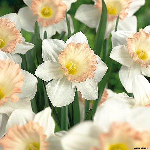15 of the Best Daffodil Cultivars for Naturalized Plantings