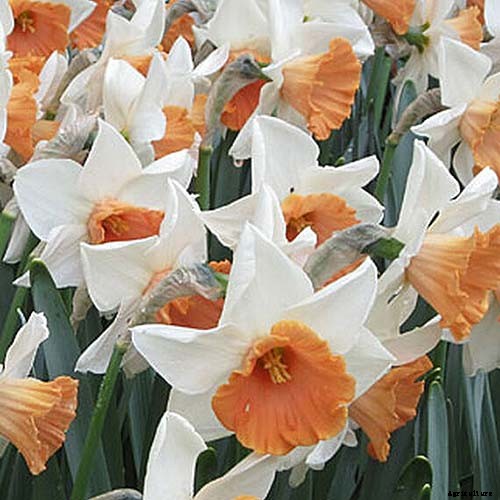 15 of the Best Daffodil Cultivars for Naturalized Plantings
