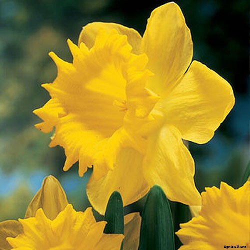15 of the Best Daffodil Cultivars for Naturalized Plantings