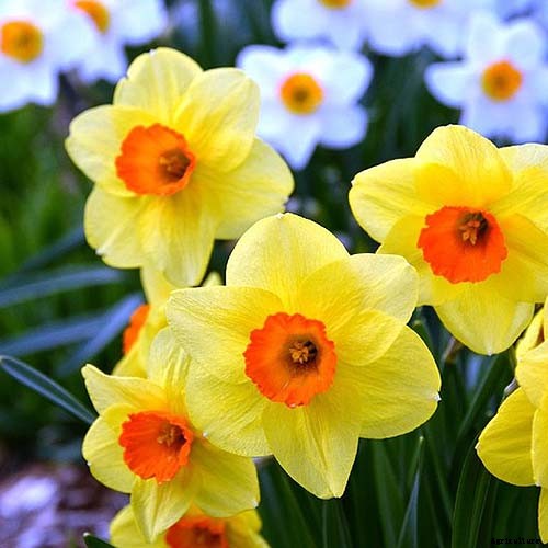 15 of the Best Daffodil Cultivars for Naturalized Plantings
