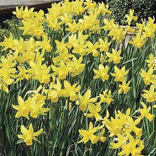 15 of the Best Daffodil Cultivars for Naturalized Plantings