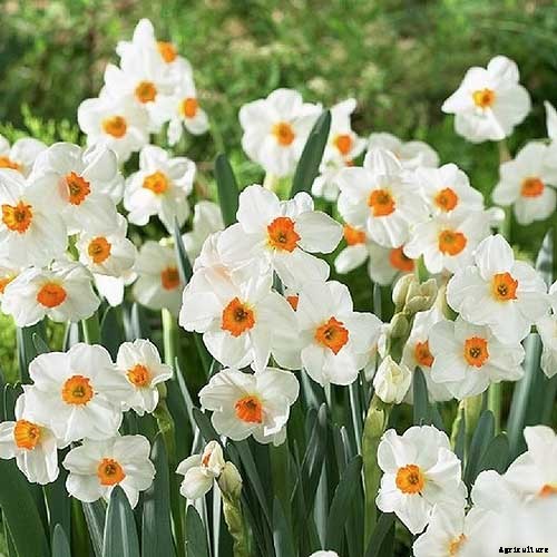 15 of the Best Daffodil Cultivars for Naturalized Plantings