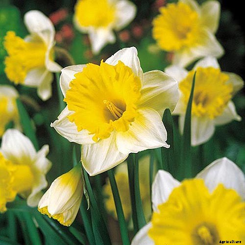 15 of the Best Daffodil Cultivars for Naturalized Plantings