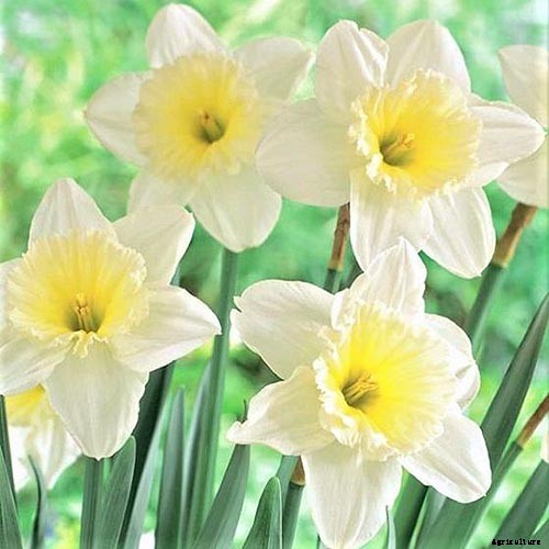 15 of the Best Daffodil Cultivars for Naturalized Plantings