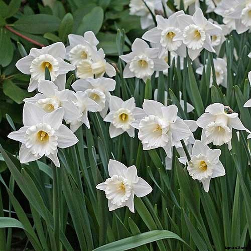 15 of the Best Daffodil Cultivars for Naturalized Plantings