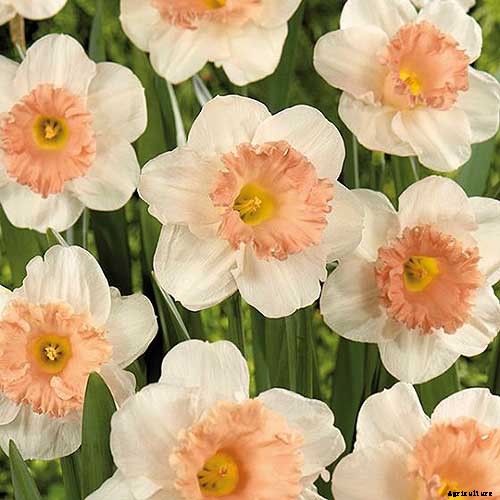 15 of the Best Daffodil Cultivars for Naturalized Plantings