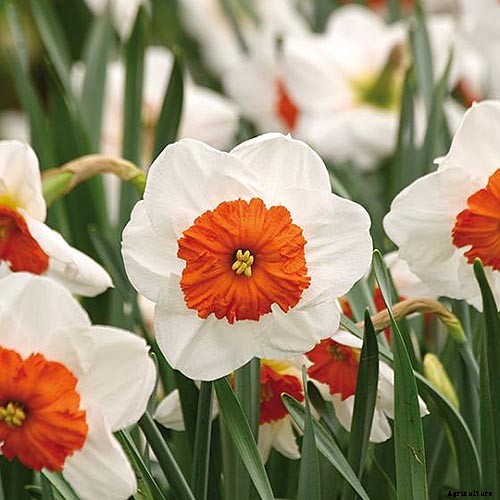 15 of the Best Daffodil Cultivars for Naturalized Plantings