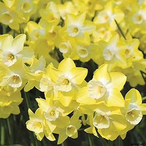 15 of the Best Daffodil Cultivars for Naturalized Plantings